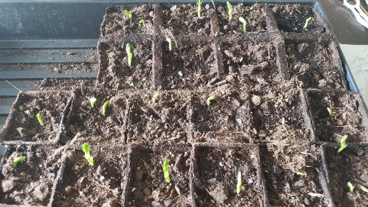 This year I tried to pre-sprout my peas in dirt. So far........so good. 😅