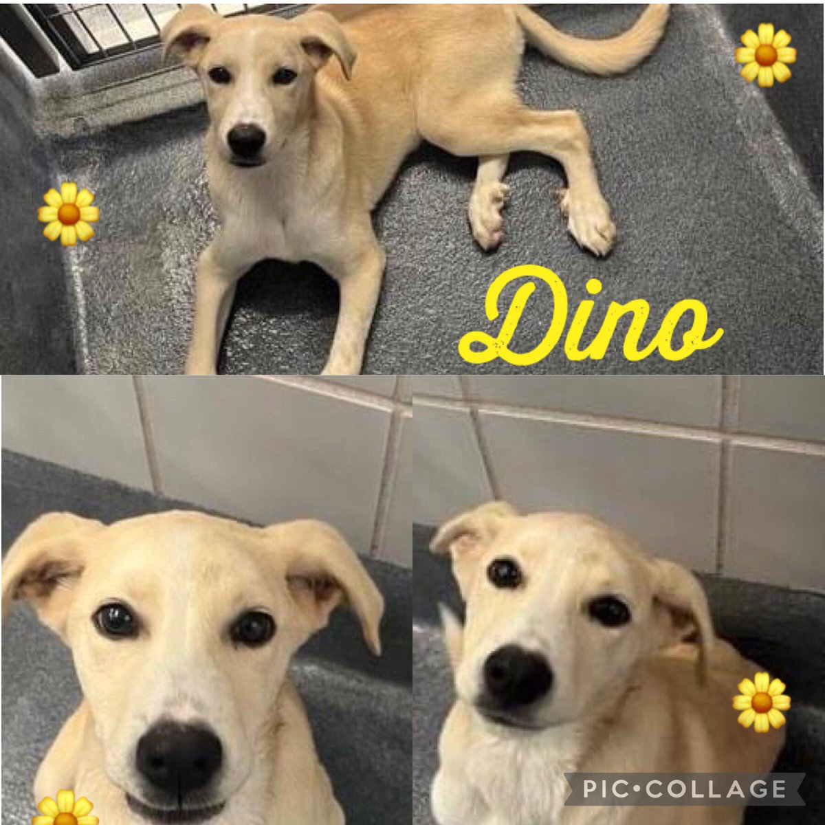 🆘 5 MTHS OLD INJURED DOG DINO 🌼 #A709565 (M, 22lb) HIT BY A CAR IS TO BE KILLED TODAY 4.27 BY SAN ANTONIO ACS #TEXAS‼️

He has #rescue interest (RTL); he needs #foster & #pledges for vet care. He’s very sweet💘
🚨📝suspected R distal L fx
To #foster/#Adopt ☎️2102074738