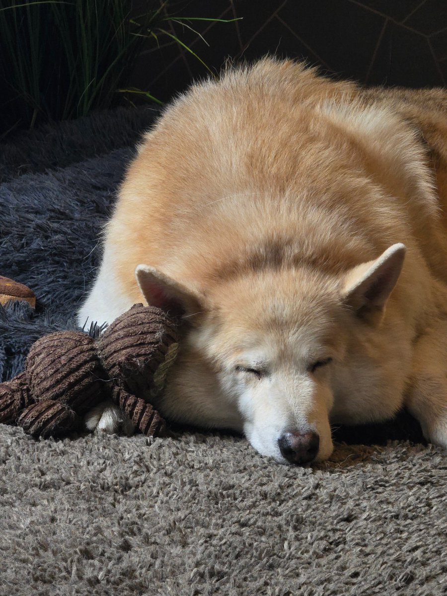 My dear frens I'm struggling so mums is focusing on time with me not posting. This is me today with my favourite toy and it looks like he's giving me snuggles. I'm seeing vetty every other week now. ❤️🐾