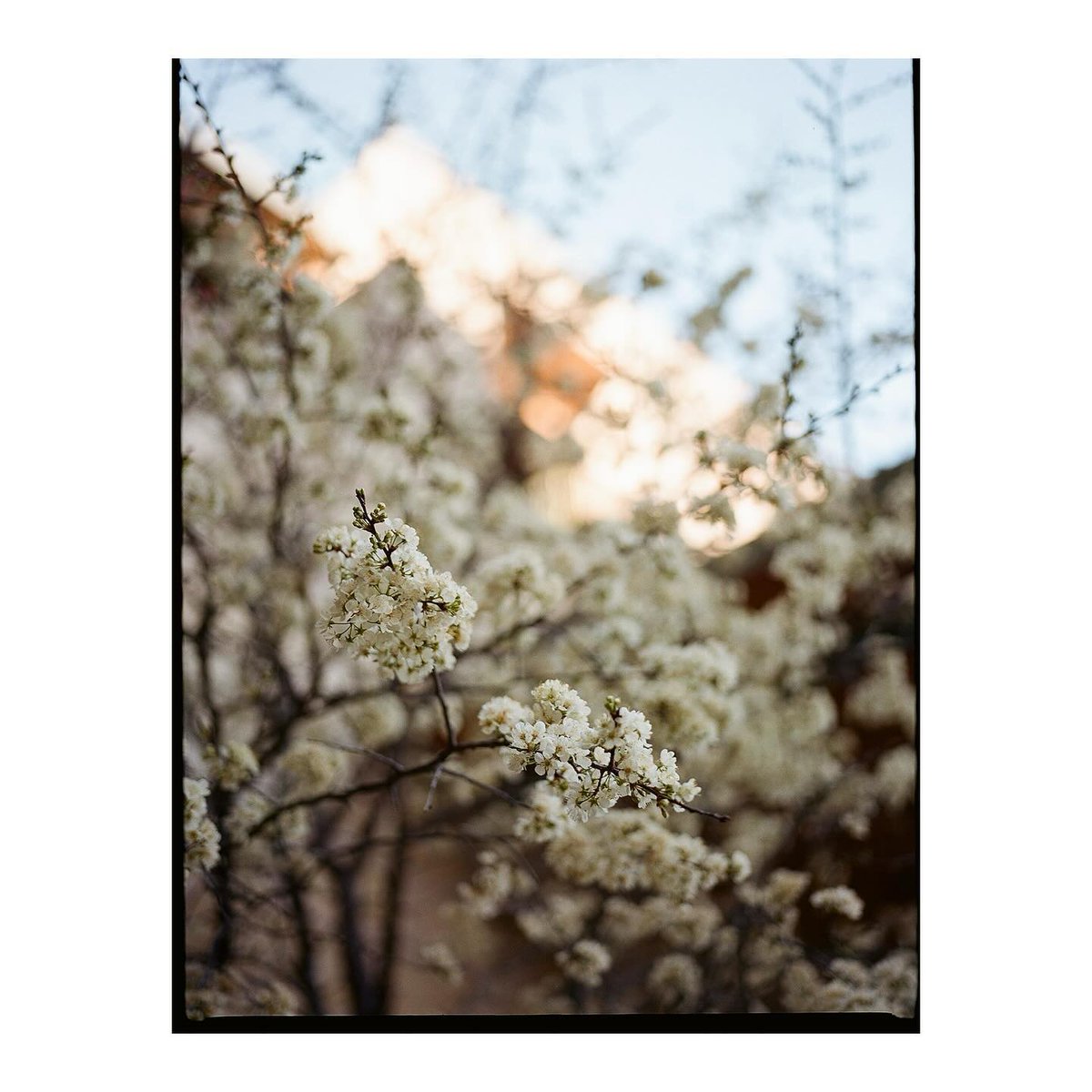 RichardPhotoLab's tweet photo. The little things. 📷 @dianarotheryweddings⁠
⁠
⁠
⁠
#richardphotolab #filmlab #analog #shootfilm #filmphotography  #shotonfilm #prophotolab #profilmlab #filmforever #filmfeed #filmtones #filmprocessing #grainisgood #ishootfilm #weddingsonfilm #holgawedding ⁠
#kodaktrix https://t.co/buWtRNd9R5