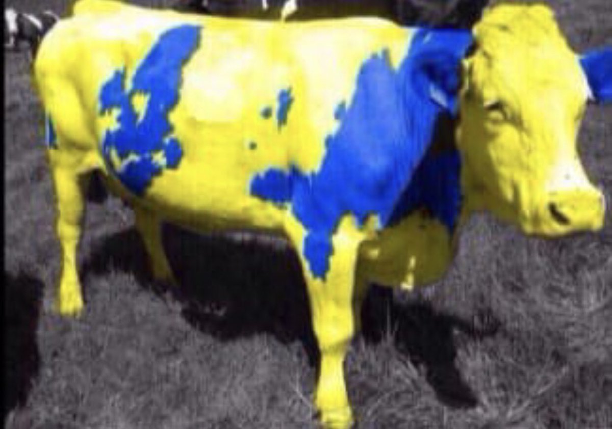 سوال البقرة الصفراء متي راح تالعب