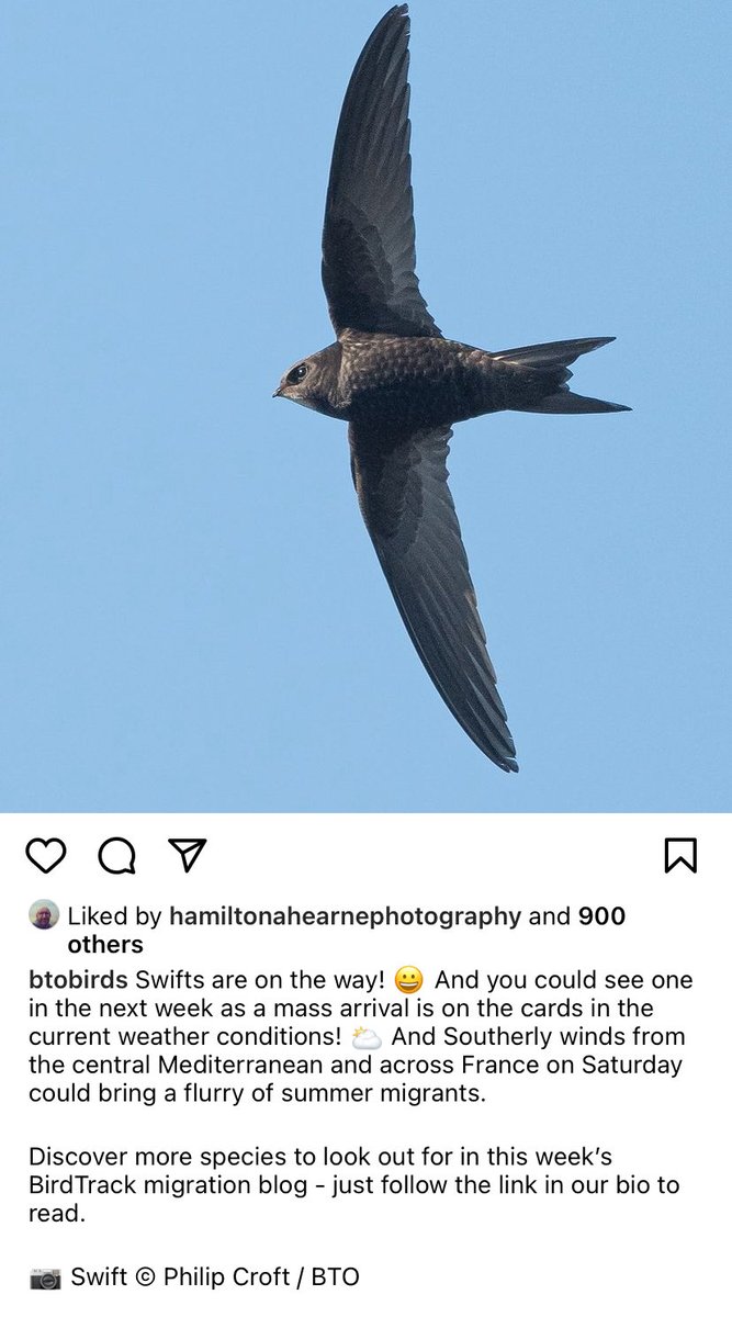 OUR SWIFTS ARE ON THEIR WAY HOME! ⁦@michaelgove⁩ THIS is the time to act. Say 👍 to a swift brick requirement in Building Regs as the most EPIC #welcome #home from you our Sec of State for #shelter. Our home is their 🏡⁦@ZacGoldsmith⁩ &Brits would🕺in the streets!