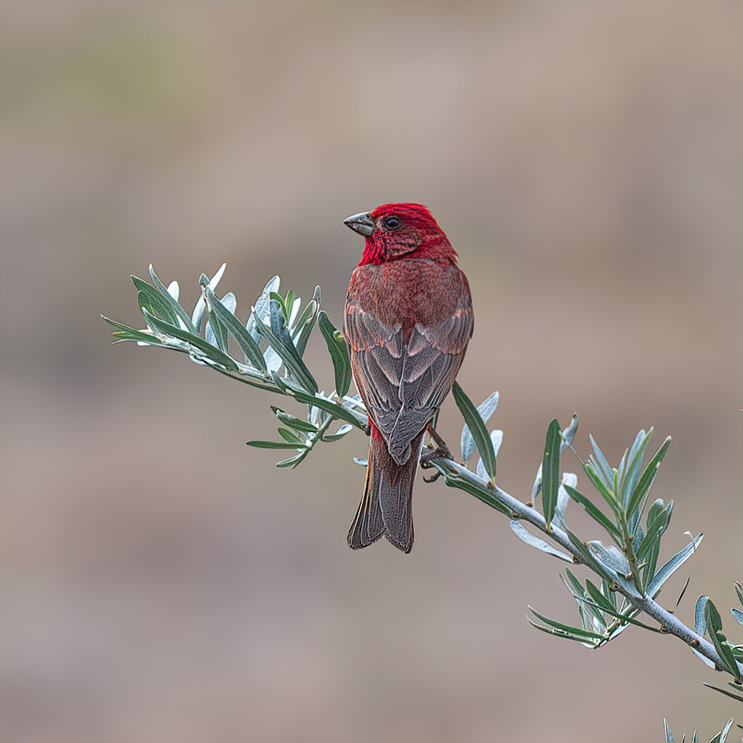 Another beautiful bird for Passionate Red..

Open your gallery with anything Red.

A beautiful finch with a red head, breast, and rump, brown eye-mask, and white belly.

Common Rosefinch

#IndiAves #ThePhotoHour #PassionateRed