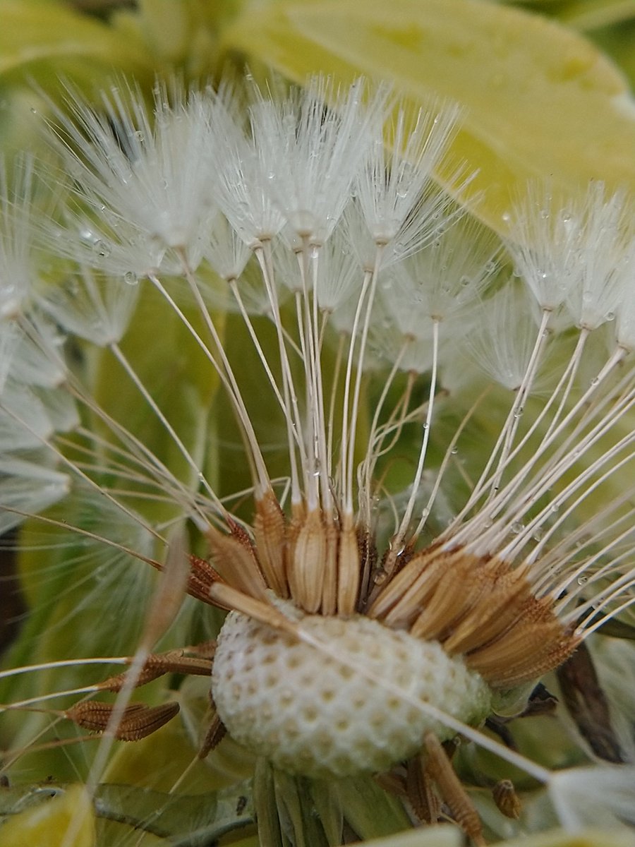 It's all getting a little seedy 😊 #wildflowers #nature #wildlife #macro