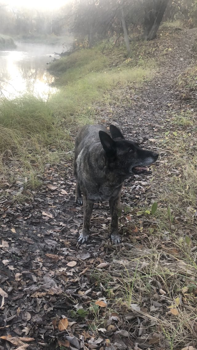 bat_roger's tweet photo. @Roxy_Hoebee I ❤️ old dogs. https://t.co/3R1TVTj63J