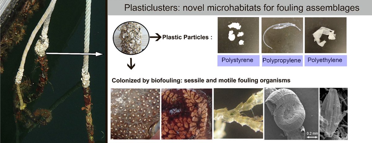 Excited to share my latest paper 📄 on the emerging ecological issue of plastic debris in coastal marine ecosystems! Check out our findings on “plasticlusters” in Tunisia. Read more: 🔗 sciencedirect.com/science/articl… 
@AquaticSciences 

#PlasticPollution #MarineEcology