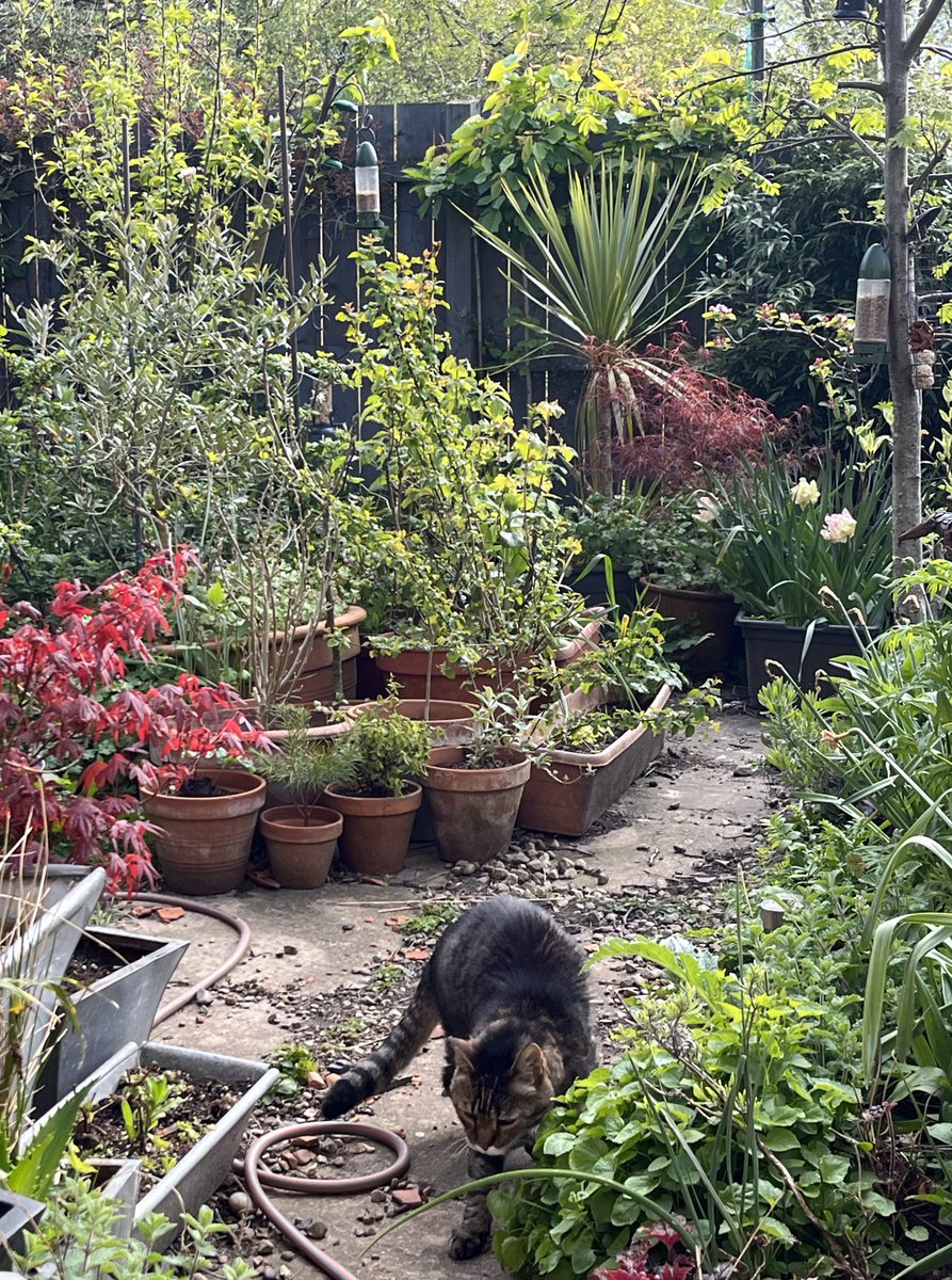 After another lovely afternoon in the Magic Garden with sunshine warming the chill air, I'm tucked up now for the night enjoying a well earned nap 💤💤 #Goodnight furrends, #sleep well💤💤 🐾paw-waves🐾purrs😽& hugs🤗for mews all💕 #CatsOfTwitter #BeKindAlways #KindnessMatters❤️