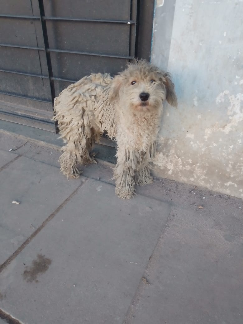 💔 Me pasan alerta a este canichito lo tiró el dueño. Miren como lo tenía... JOSE C PAZ 🆘TRÁNSITO URGENTE ANTES DE QUE LO ATROPELLEN 🆘🙏 11 2516-1356 Porfa compartir 🙏