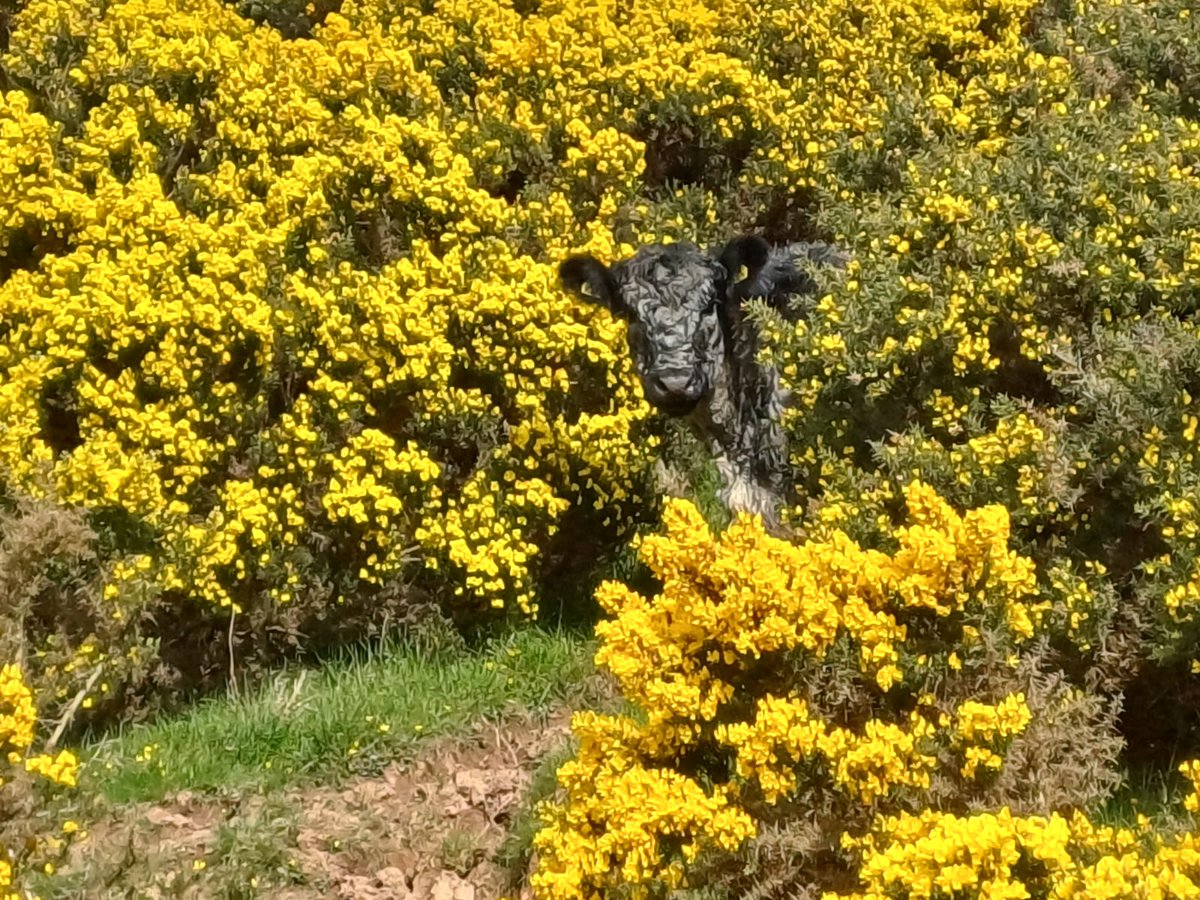 Stuart Mitchell tweet media