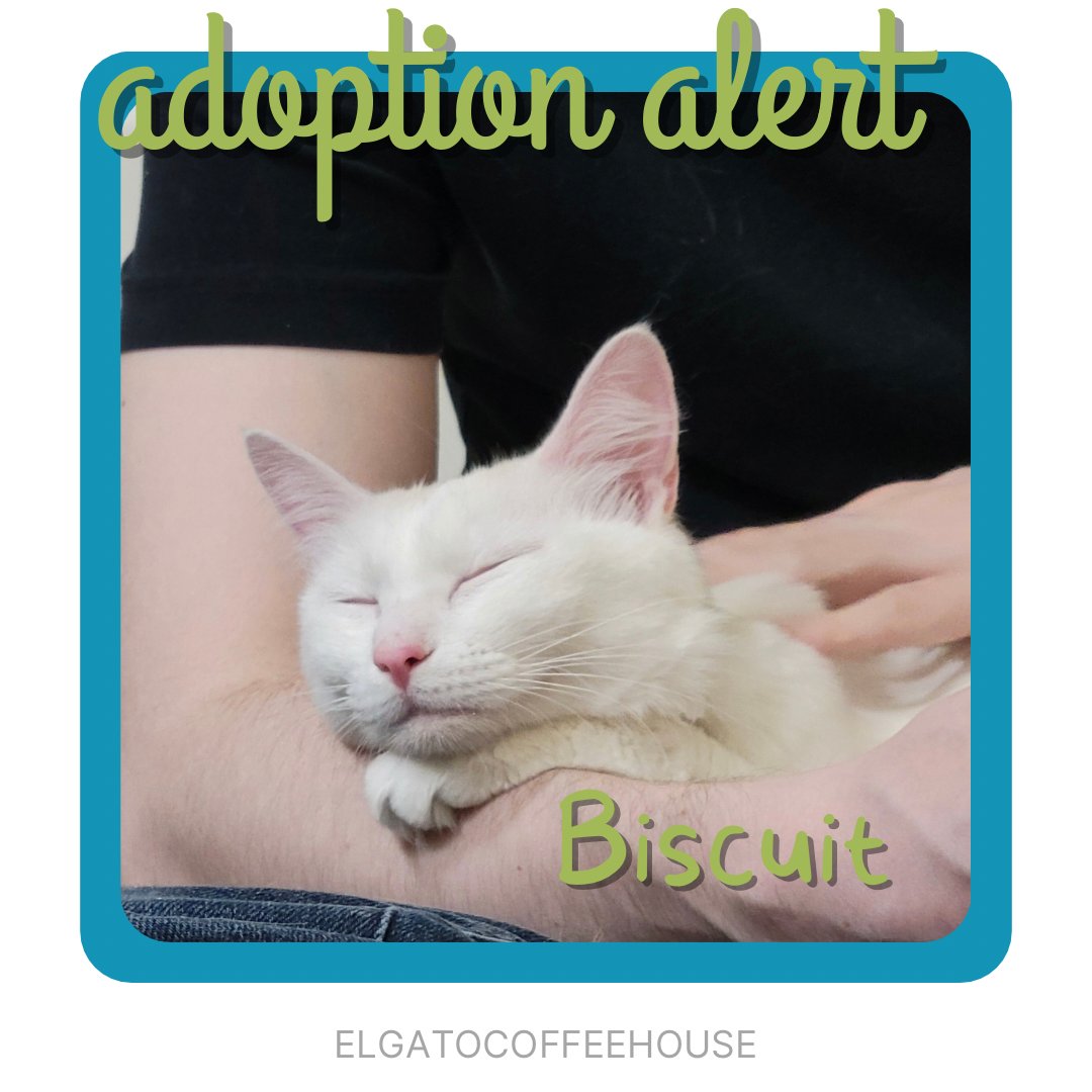 Oh My Gato- we just learned of a TON of sleepovers ending in adoption! We just may hit 800 adoptions in time for our 7 Year Anniversary Celebration tomorrow! This is what a furrever home looks like for Biscuit ❤️ Biscuit is Adoption 795! #adoptdontshop #houstoncatcafe #meow