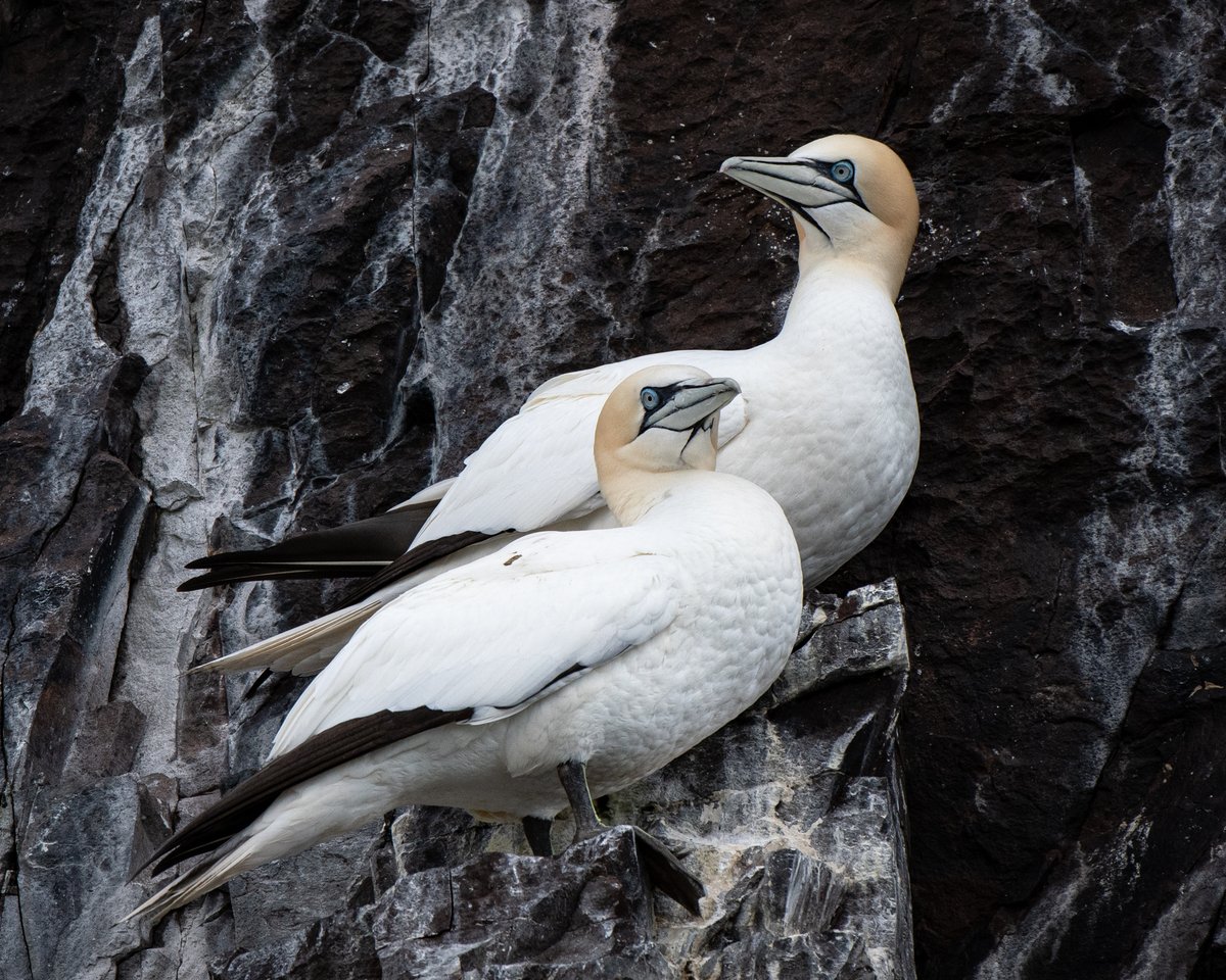 Gannets don't breed in Northumberland, although they are a familiar sight off our coasts. They breed on the Bass Rock and at Bempton though #WildlifeWednesday