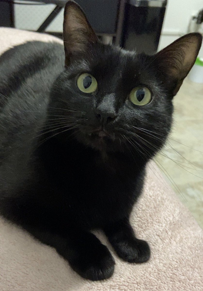 munchie & marley 🐾 tweet media