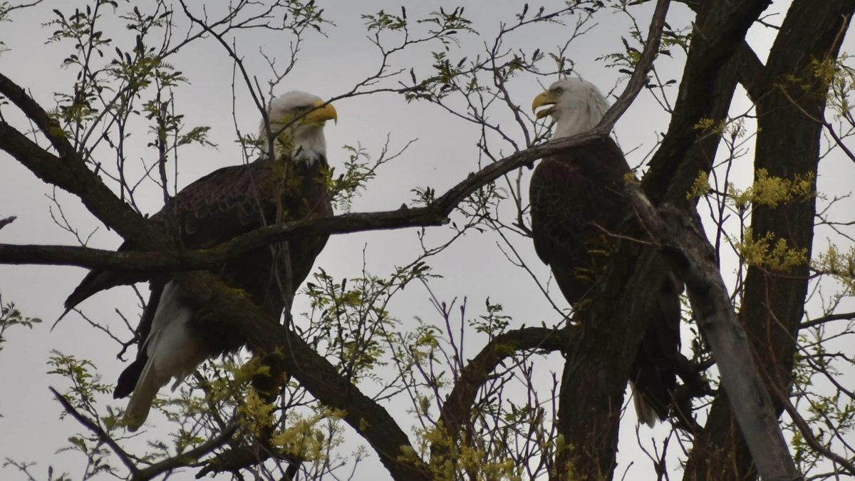 We spotted a pair of bald eagles enjoying their day with us! 🦅 Despite arriving as partners, they weren’t tall enough to ride the Thunderbolt. Fortunately, Noah’s Ark was calling their name!