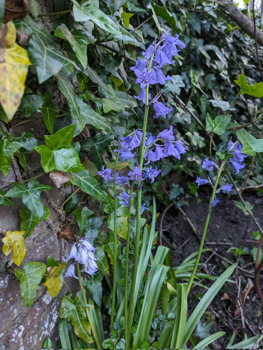 Hyacinthoides x massartiana, the hybrid Bluebell, beside its parent, the non-native Hyacinthoides hispanica (Spanish Bluebell) at an overgrown flower bed today. Intermediate in character, e.g. the hanging nature of H. non-scripta. @BSBIbotany