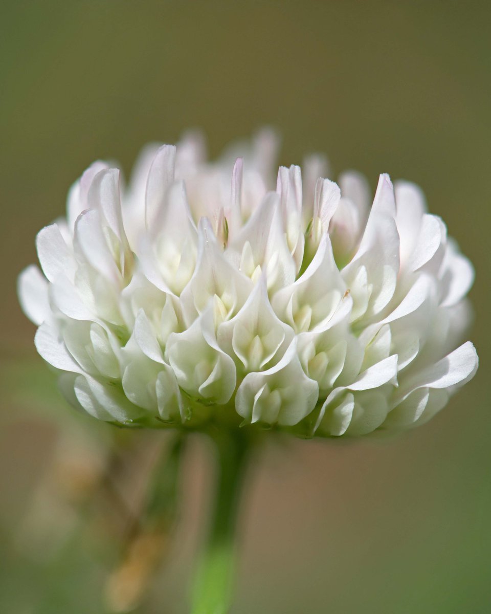 ☘️White Clover (𝘛𝘳𝘪𝘧𝘰𝘭𝘪𝘶𝘮 𝘳𝘦𝘱𝘦𝘯𝘴) is another flower in my backyard I was practicing macro photography on this past weekend. 

🐝 Beyond its nitrogen-fixing abilities, clover also provides excellent foraging opportunities for herbivorous animals.
#macrophoto