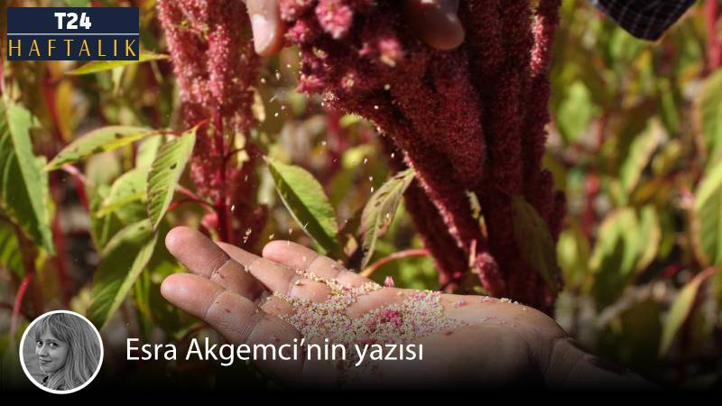📌 Yasaklı bitkiden “süper gıda”ya: Amarantın direniş yolculuğu ✍️ Esra Akgemci’nin yazısı… t24.com.tr/yazarlar/esra-…