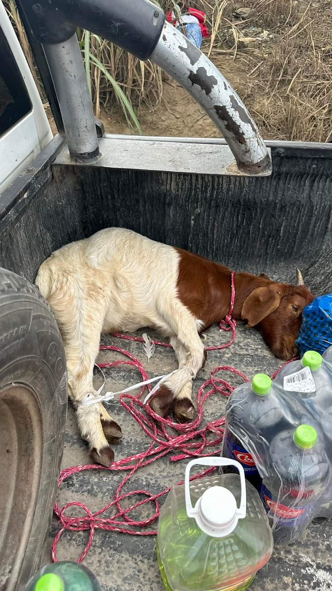 Three People Injured and Sacrificial Hen Killed In Collision at Oakford - KZN