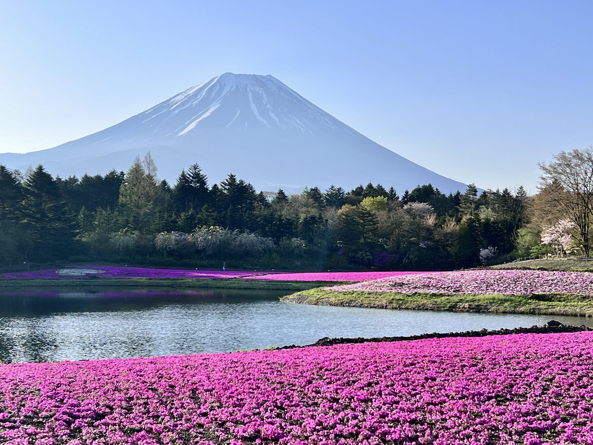 2024.4.28
山梨県富士吉田市
【富士芝桜まつり】
開園直後の朝の新鮮採れたてー！🌸