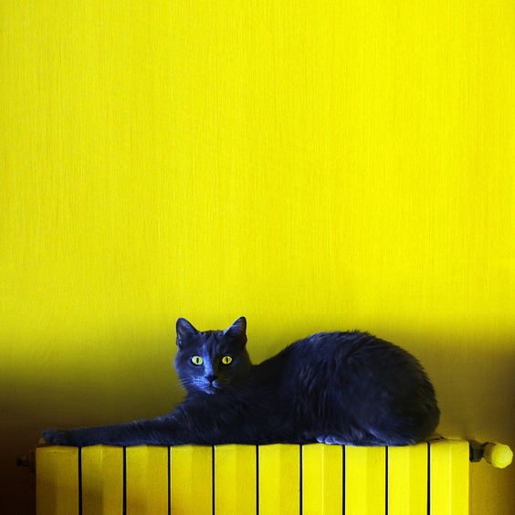 the colour of this #Caturday: yellow #photo by mluisa_ on flickr via pinterest #catgang #cats #CatsOfTwitter #Caturday