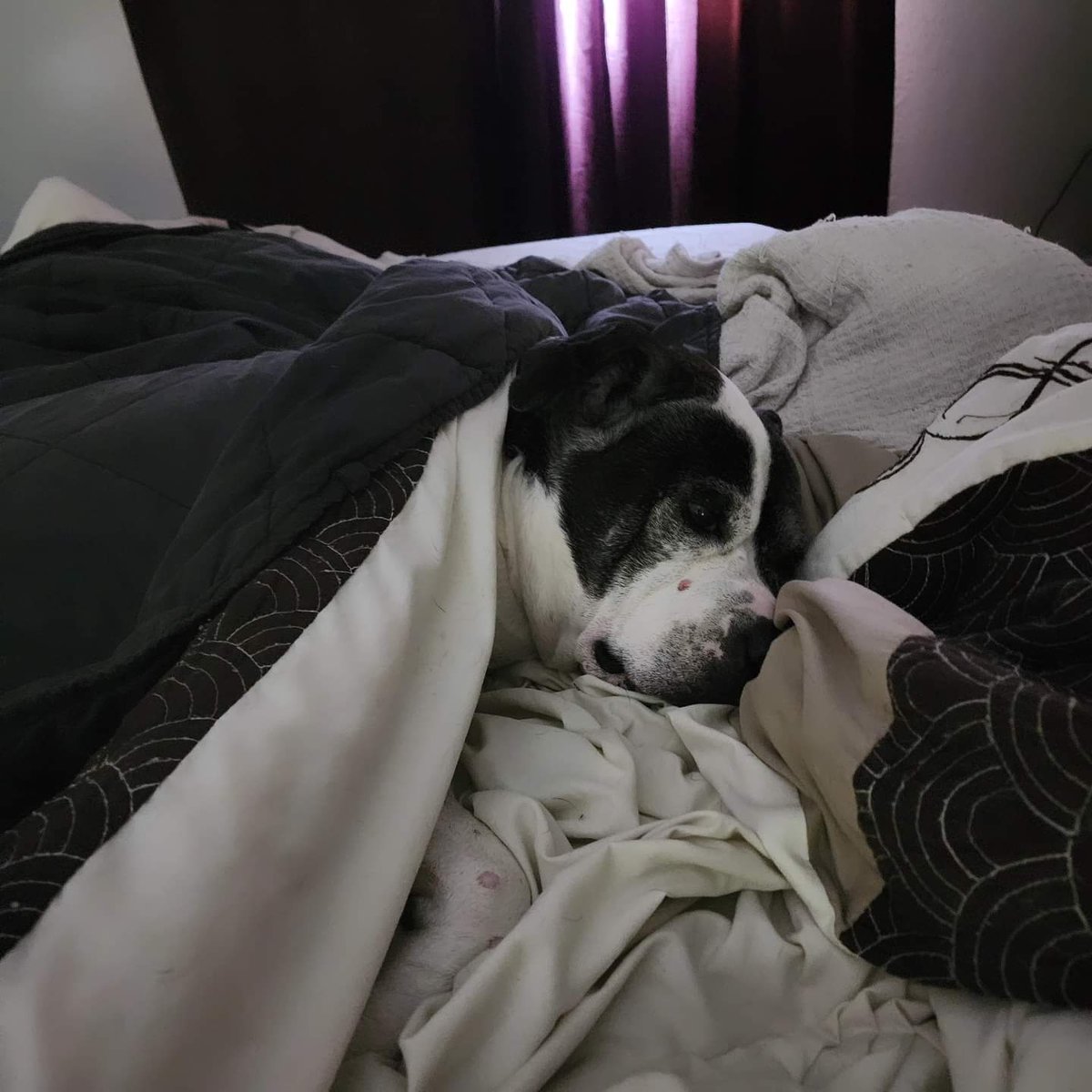 Rainy day snuggles

---
#pitbull #pibble #pittie #pitbullsofinstagram #jaeda #houseseal #bullybreed #sleepypuppy