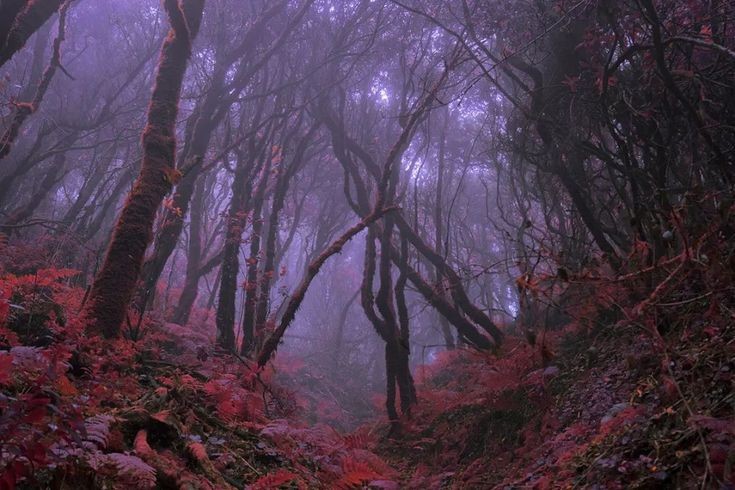 elemmiressoul's tweet photo. dream forest. https://t.co/J1t7kfTM1r