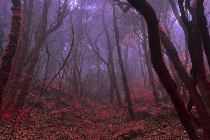 elemmiressoul's tweet photo. dream forest. https://t.co/J1t7kfTM1r