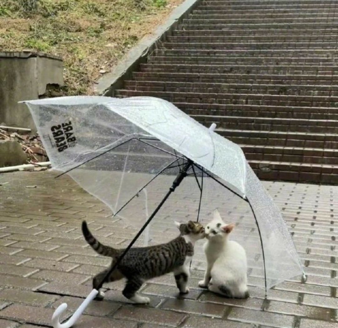 contents that ll heal your depression 🌻 (@catshealdeprsn) on Twitter photo 