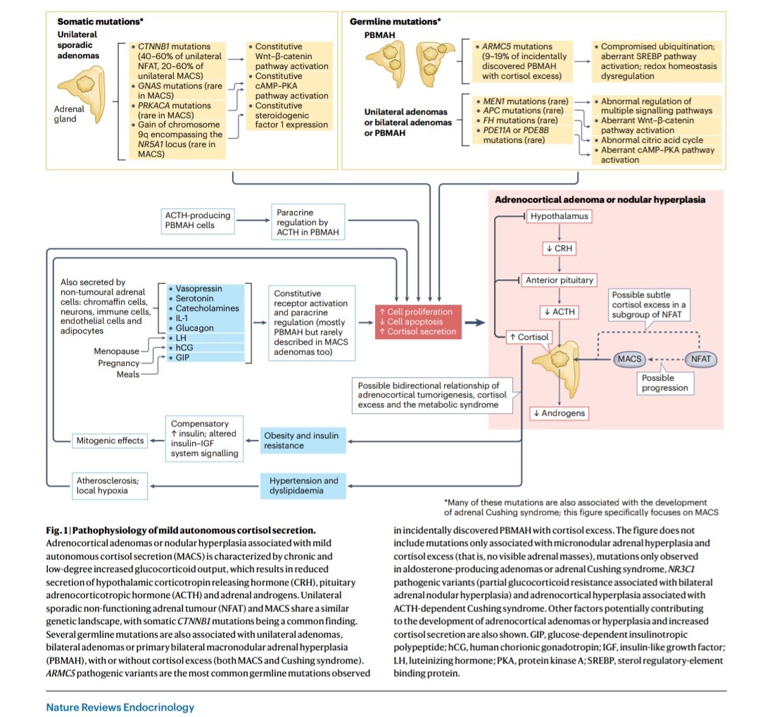 📌 Pathophysiology of mild autonomous #cortisol secretion.

Ref. 🖇️ t.ly/ram-e
Via @AlePreteUoB & @IrinaBancos

#MACS #EndoTwitter #Adrenal