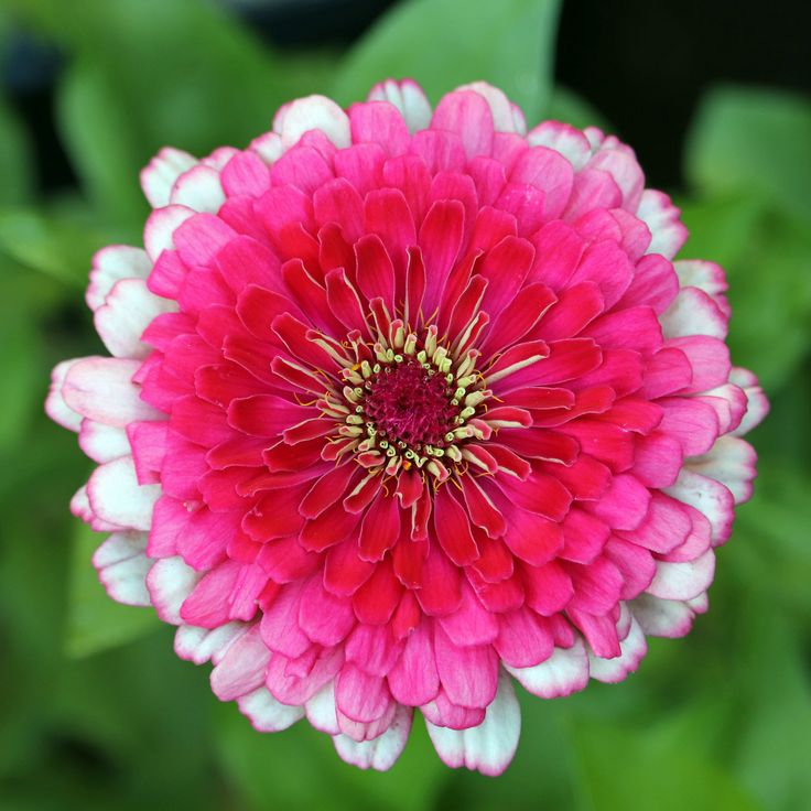 Good morning to all. Happy Sunday. #flower #flowers #nature #zinnia