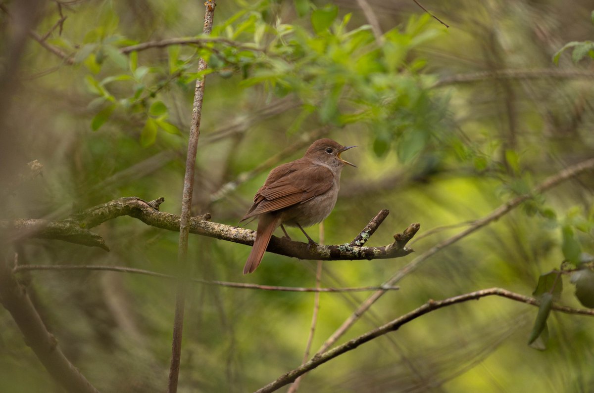 Nightingale singing at @RSPBPulborough 27/5/24 @Natures_Voice #nightingale #britishbirds #BirdsSeenIn2024