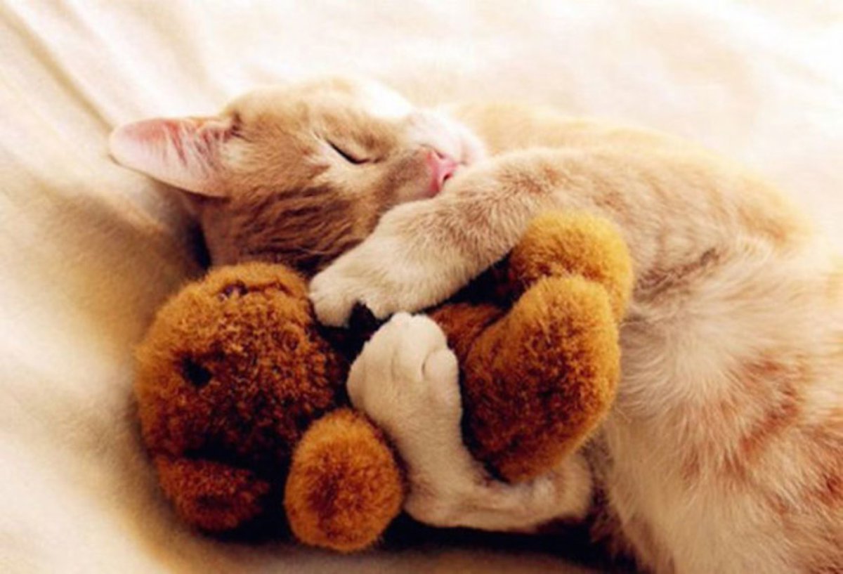 good night, sweet dream #photo via pinterest #catgang #cats #CatsOfTwitter #Caturday