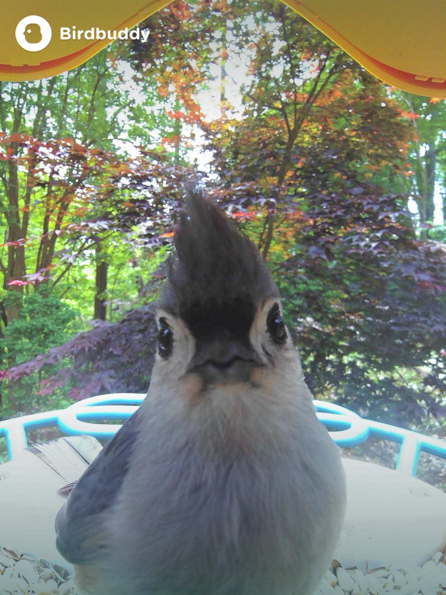 Tufted Titmouse on the Bird Buddy.