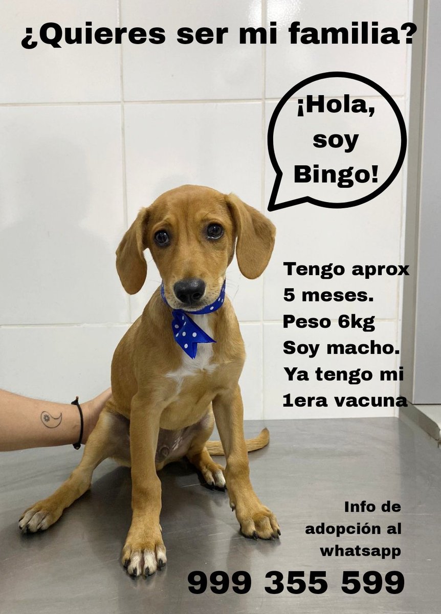 Lo abandonaron en una veterinaria 😔 Así es la gente miserable pero confío en Twitter para que me ayuden a encontrarle una verdadera familia que lo sepa amar. Por favor, da RT y guarda la imagen y compártela en todas tus redes 🙏