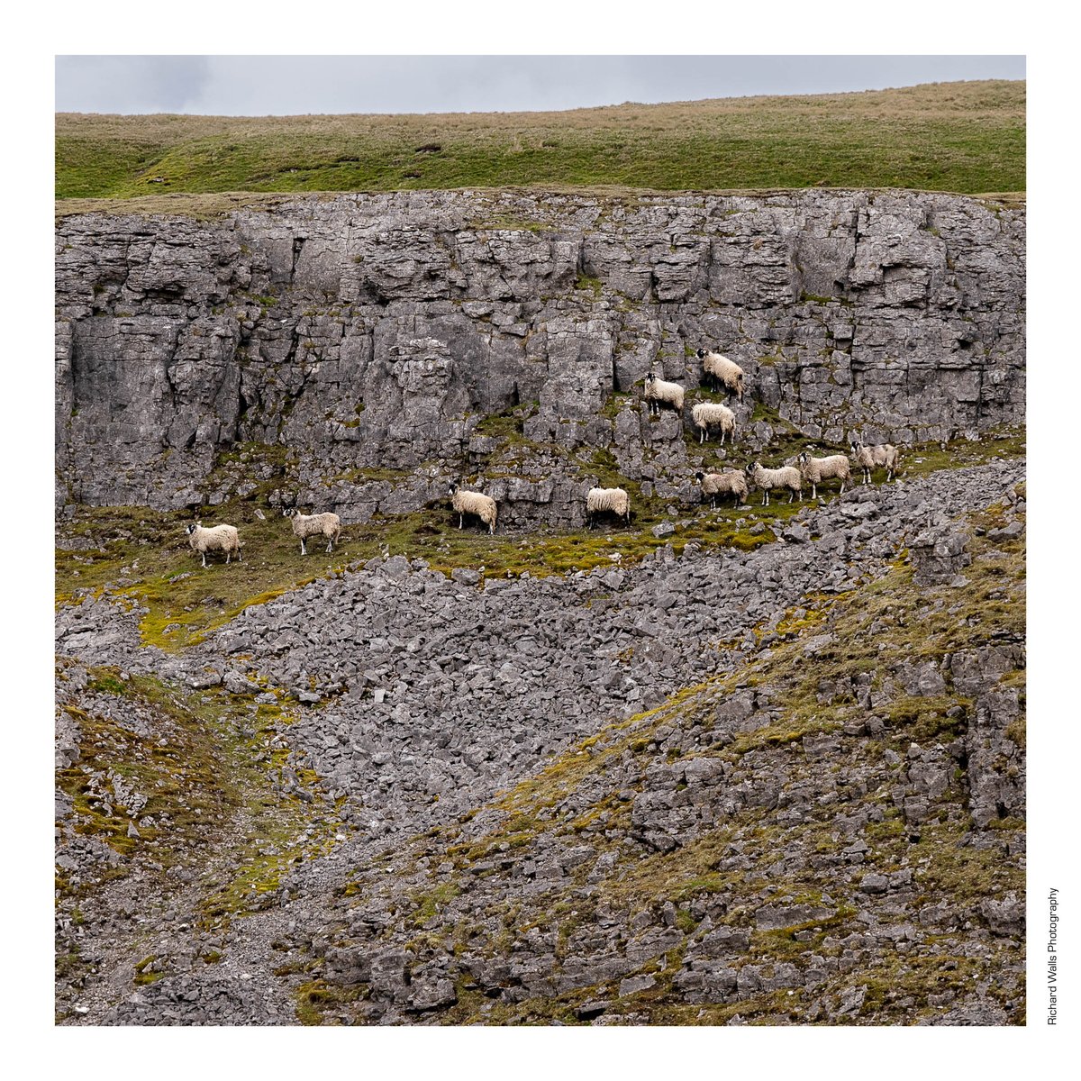 Sheep on Oxnop Scar. Not sure if this will go down as a classic, but when in #Swaledale