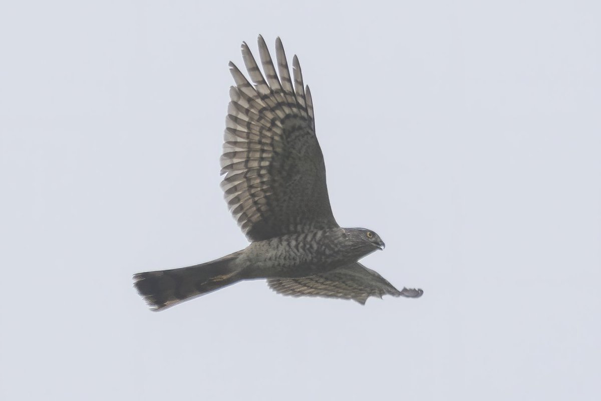 雀鹰 Eurasian Sparrowhawk