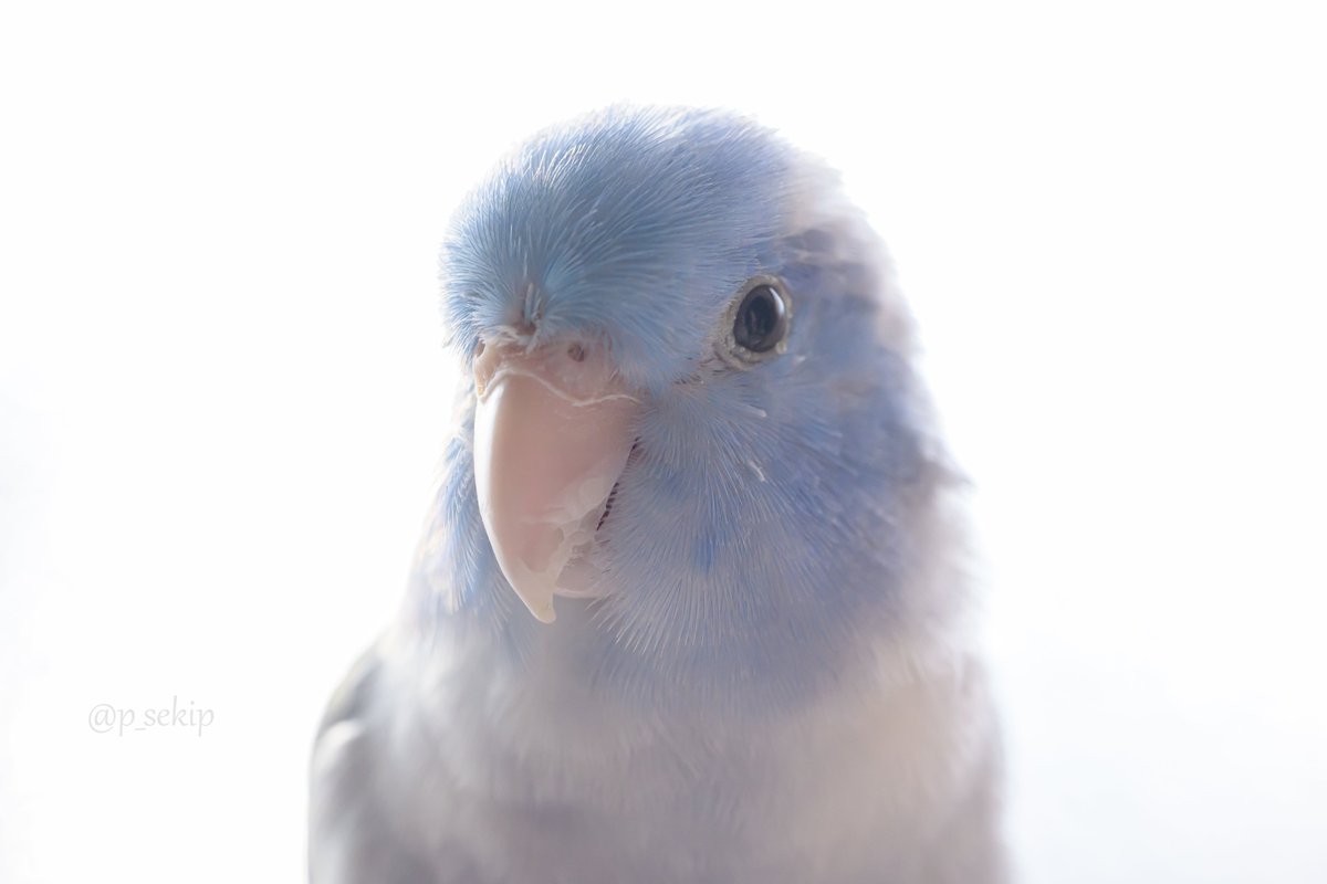 (•ө•)おはよー☀️
#マメルリハ #インコ #pacificparrotlet #parrotlet #Zf #NIKKORZ
