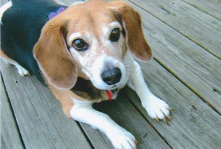 SD Gov is over and done with. Can you imagine? RIP our dear Maggie, did more for us than we did for her for 15 loving family years. #dogs #NoemForPrison #BlueWaveRising #nevertrump #AnimalCruelty #beagle 
#saveamerica #resist #bidenharris #riseup #Jan6thInsurrection #NOH8 #WOKE