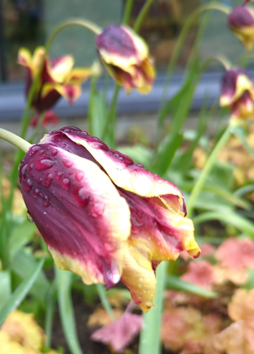 davidczech's tweet photo. Tulip I snapped somewhere in Ireland

#flowerphotography #flowersofx #tulip #saturdayflower https://t.co/QwewdyKMYW