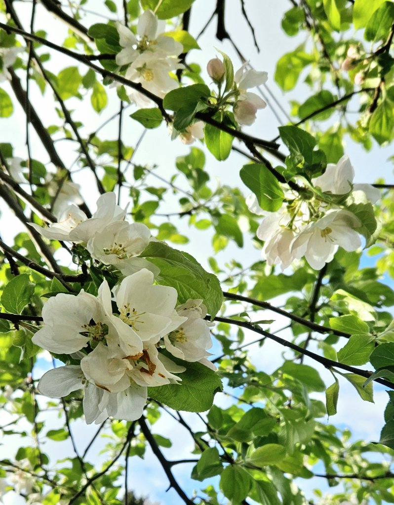 Spring apple blossoms 🌿