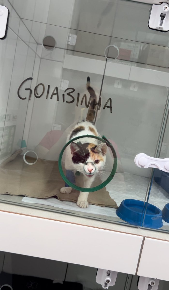 Oi, gente! Sabemos que o caso da Goiabinha não tem imagens fortes, machucados, que chame atenção, que “comove” nessa rede, mas recebemos ajuda só de 6 pessoas hoje para pagar a conta veterinária dela. Uma gata com 4 meses, portadora de um dos vírus mais CRUÉIS e MORTAIS em gatos+