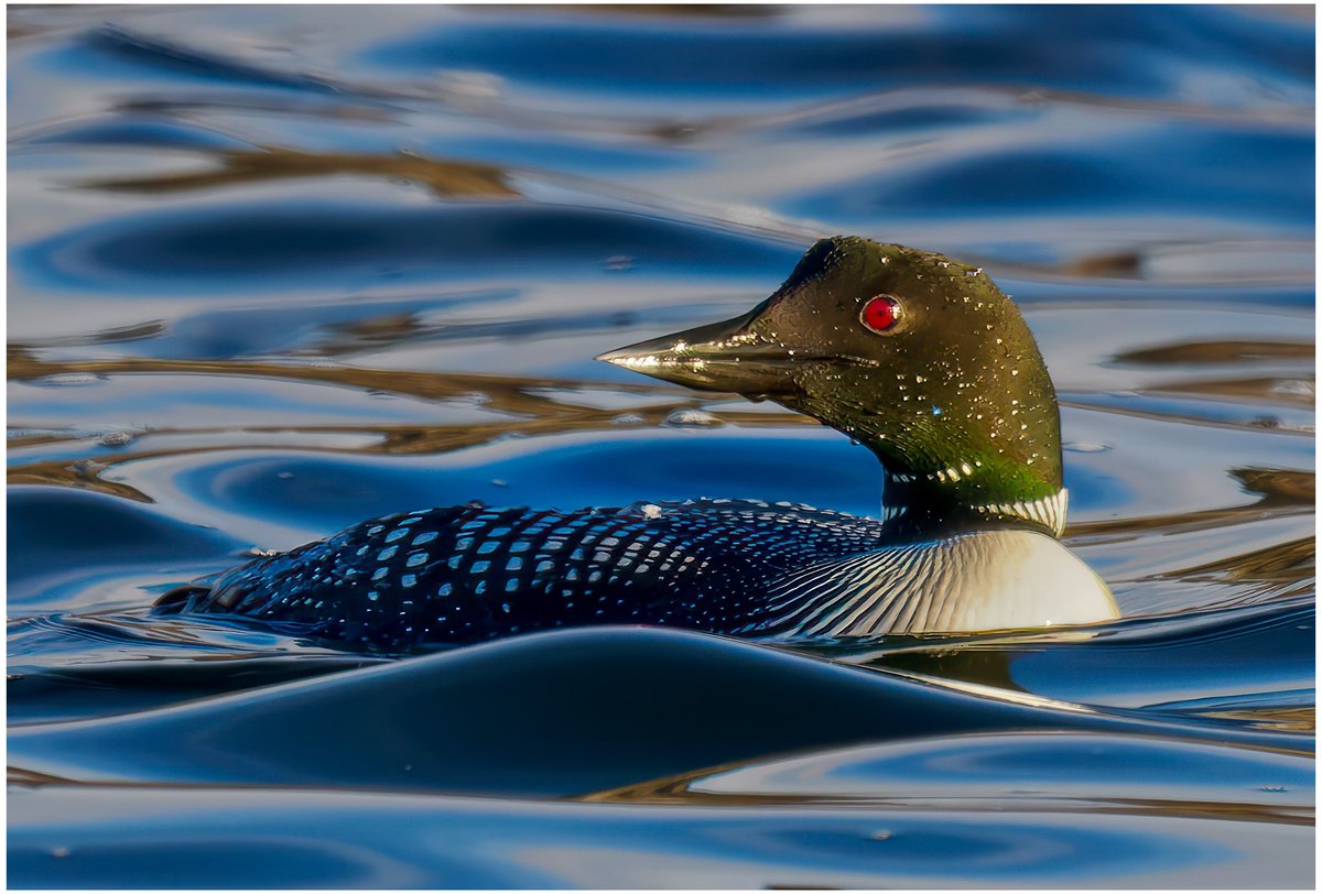 Great Northern Diver, Barra. #wildlifephotography #ukwildlifeimages #olympusphotography #omsystem @OMSYSTEMcameras @ElyPhotographic #birdphotography #loon #OuterHebrides #barra