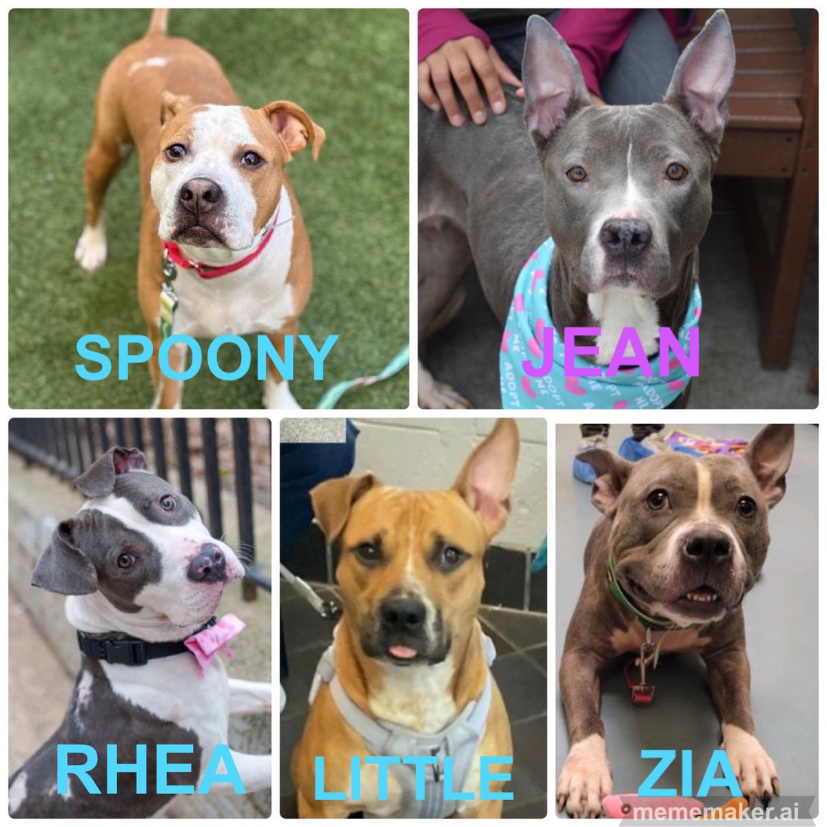 🆘🆘DOGS IN DANGER #NYCACC 4/27 🚨ACTIVE ☠️COMMANDS Can be killed at anytime ❤️‍🩹SPOONY 5yrs Adoptable ❤️‍🩹JEAN 2yrs ❤️‍🩹RHEA 2yrs Adoptable ❤️‍🩹LITTLE 3yrs ❤️‍🩹ZIA 3yrs Please #RT #PLEDGE #FOSTER #ADOPT 📧nycdogslivesmatter@gmail.com DM @notthesameone2 #FostersSavesLives