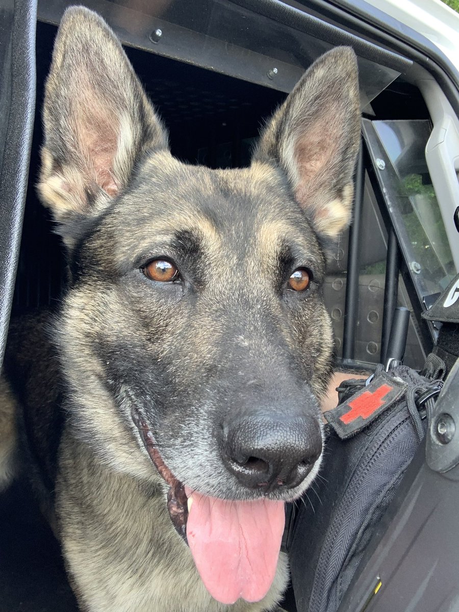 #DailyDoseOfK9Ghost Sooooooo handsomesssss!!