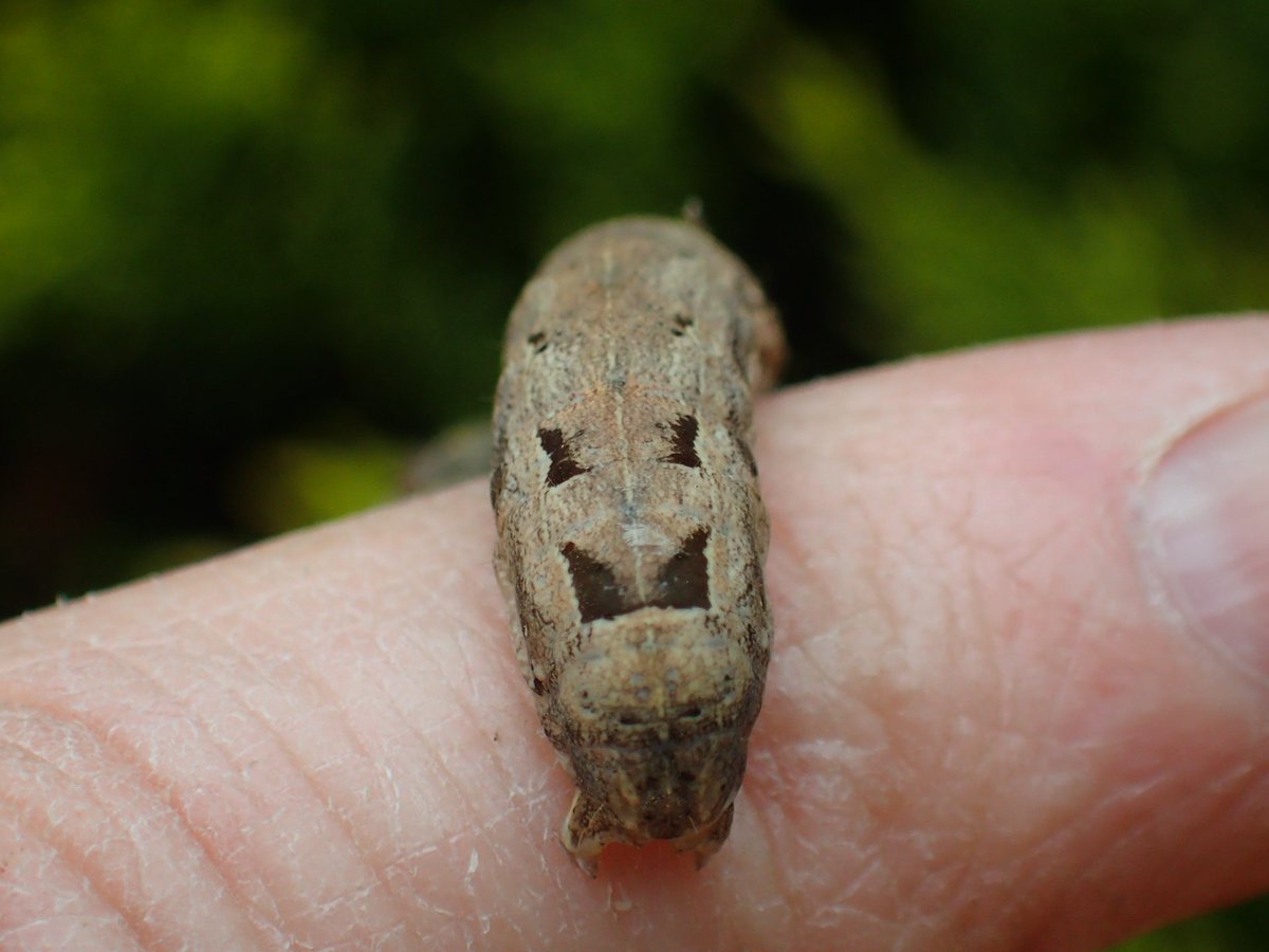 Another gardening discovery today was this caterpillar of a Lesser Yellow Underwing. Some sort of snake mimicry going on with these markings.