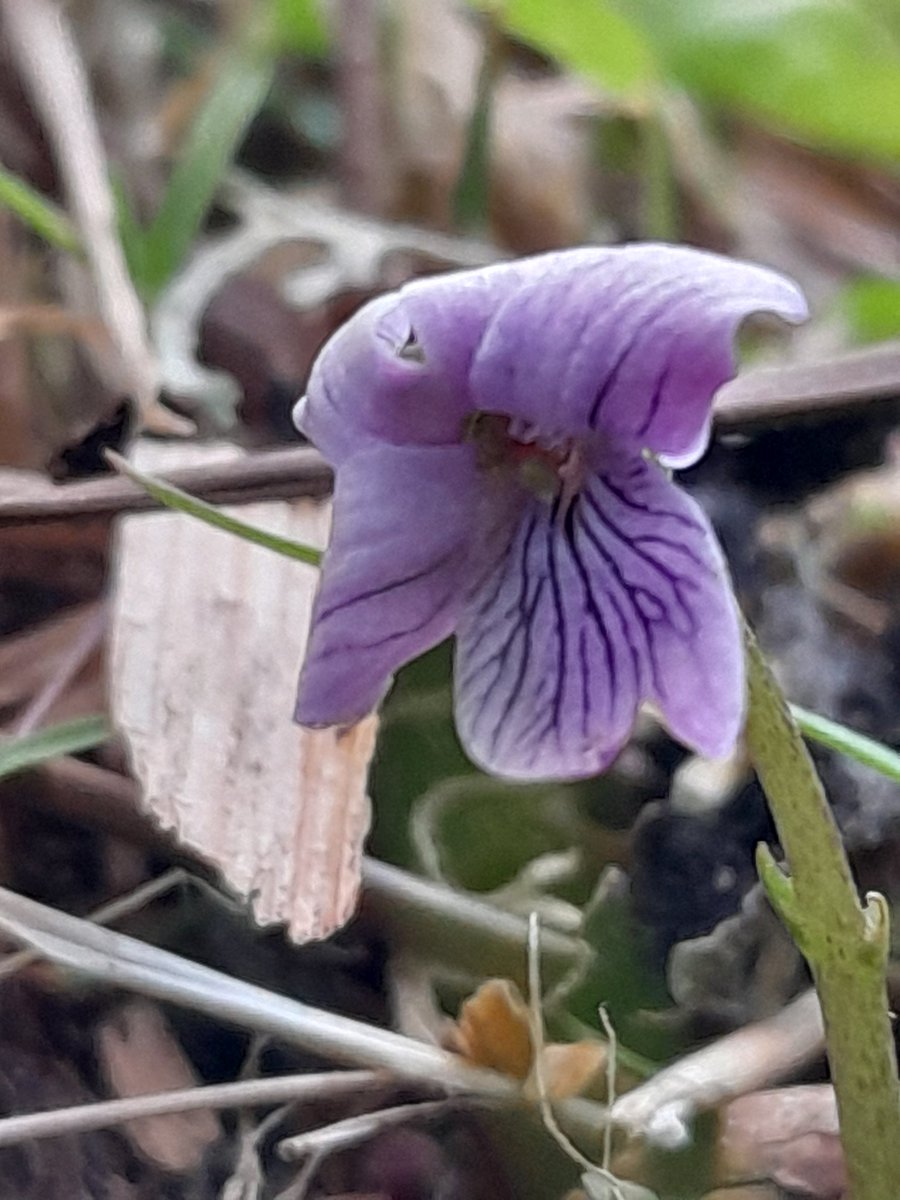 This Marsh Violet was a new flower for me. I looked for it last year and found hundreds of plants - but no flowers! It is known as a 'shy flowerer', meaning the plants don't flower every year. I only found 14 flowers amongst dozens of plants with their distinctive rounded leaves.