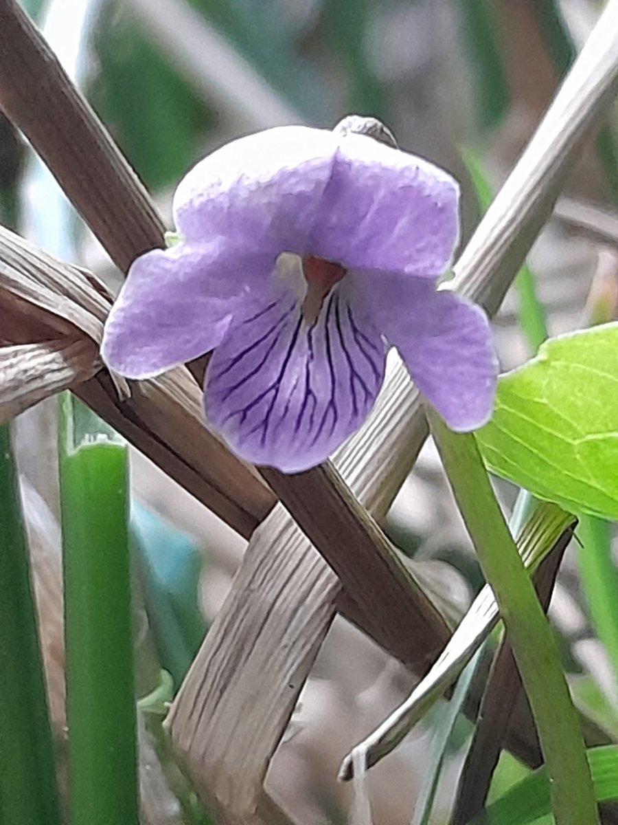 Wicklow Nature tweet media