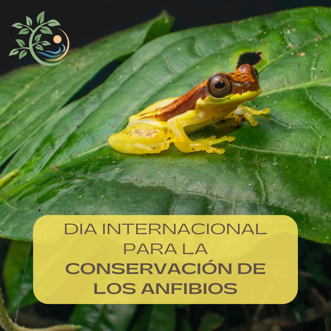 •DIA INTERNACIONAL PARA LA CONSERVACIÓN DE LOS ANFIBIOS•🐸

Desde el Grupo Divulgativo de #Herpetología os comentamos algunas enfermedades que enaltecen el declive de estos pequeños vertebrados

🧵(1/4)