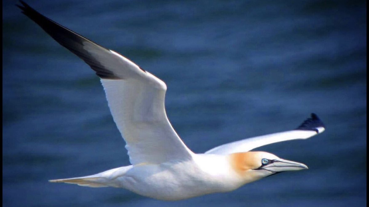 #Anglesey #Gannet , Cemaes