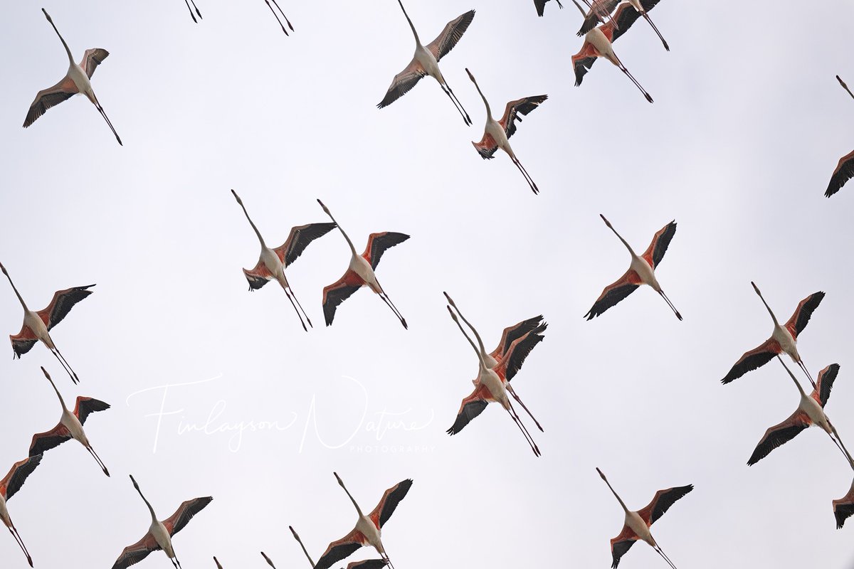 I like the sense of movement in this image of greater flamingoes overhead @FinlaysonGib @GibGerry @gonhsgib @_BTO #BBCWildlifePOTD @Natures_Voice @BirdWatchingMag @BirdWatchDaily @BirdwatchExtra
