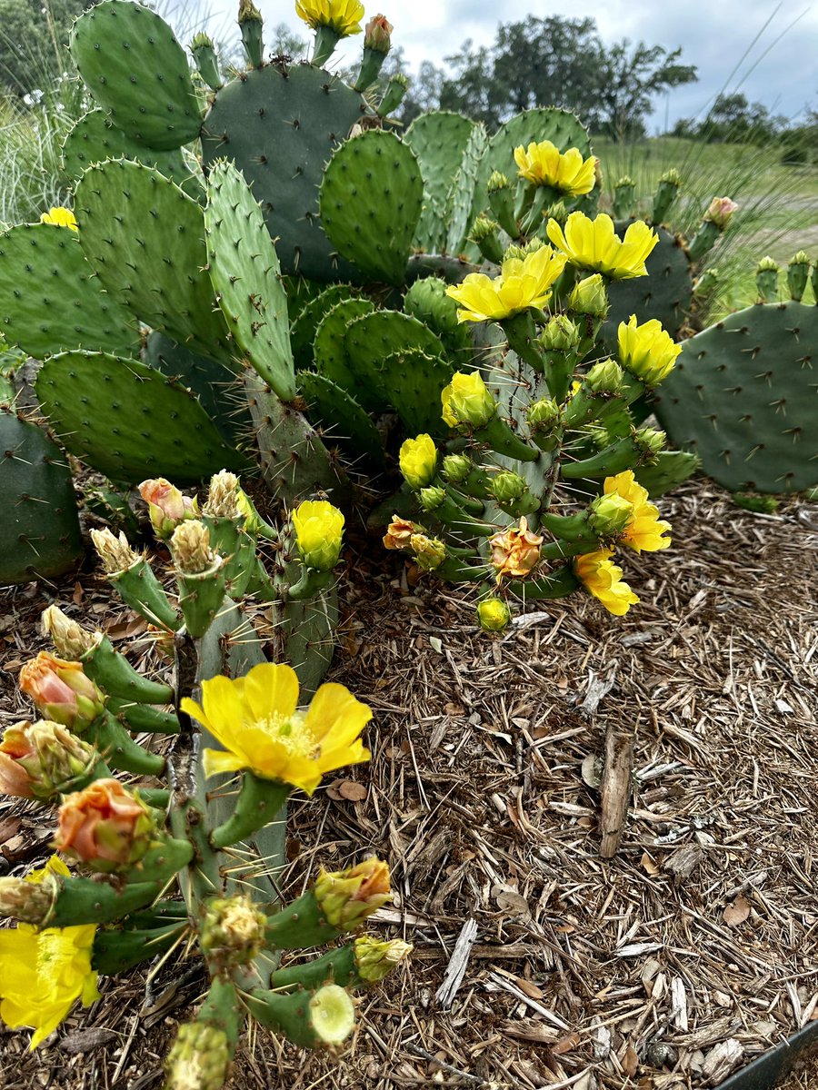 Cactus flowers are popping this year!  🌵 🌺  #Springtime #texashillcountry